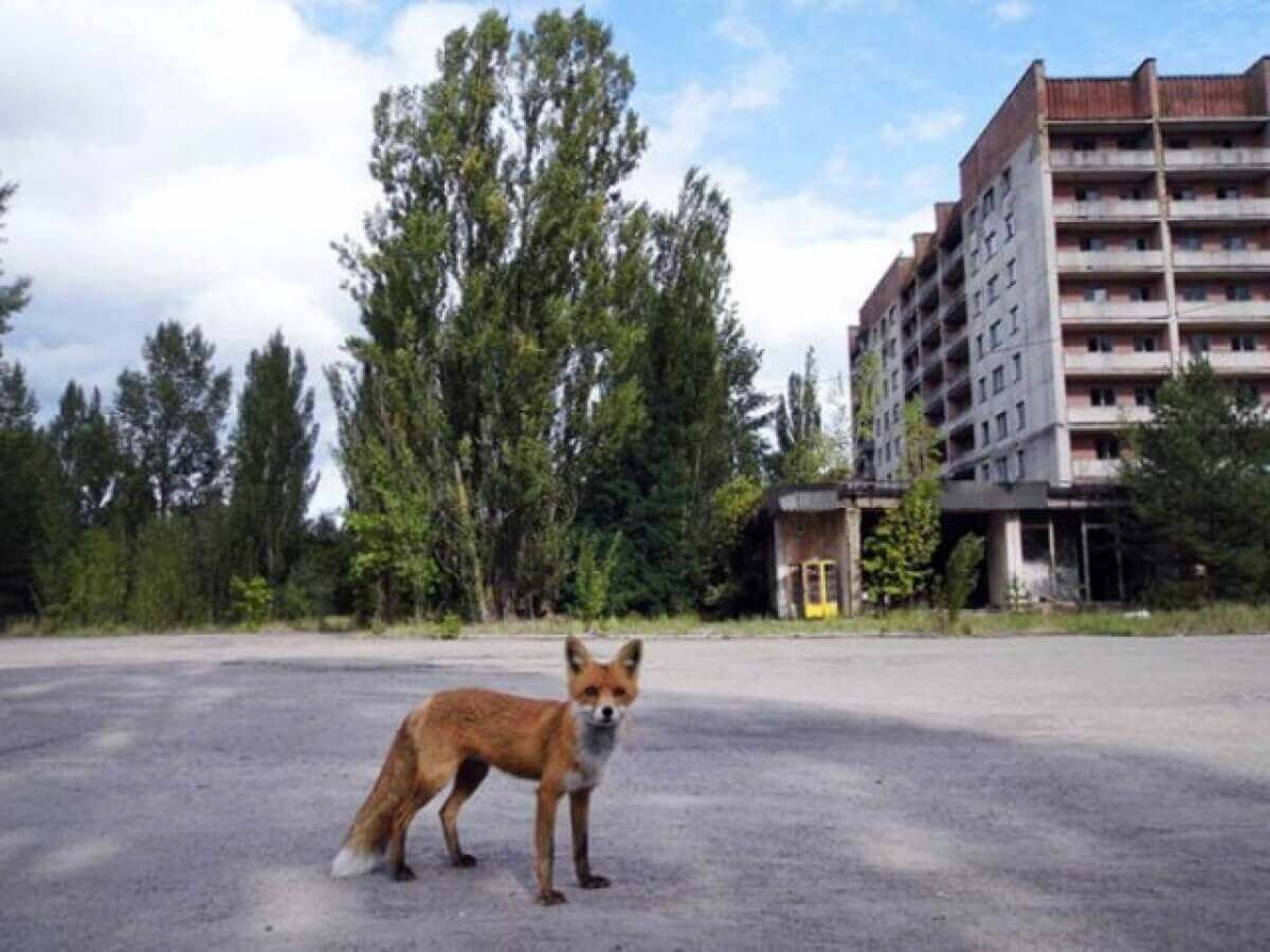 Город припять сейчас. Чернобыль город Припять сейчас. Город Чернобыль сейчас. Припять зона отчуждения 2020. Город Чернобыль чспйчач.