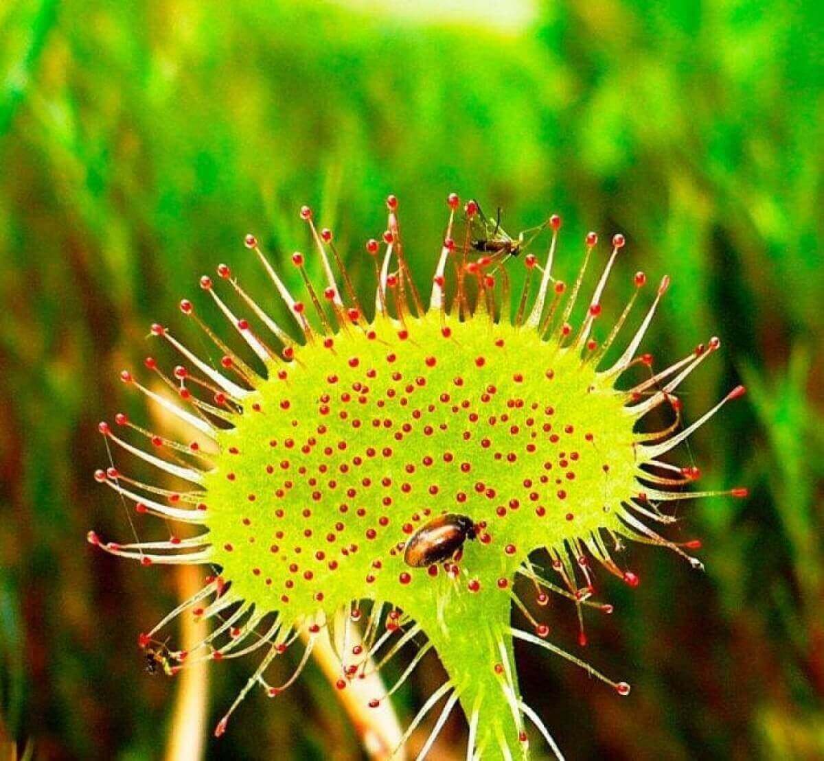 Какое растение ты видишь