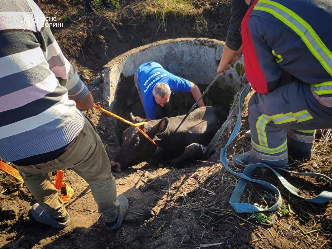 На Волині в колодязь впала корова: на місці працювали рятувальники