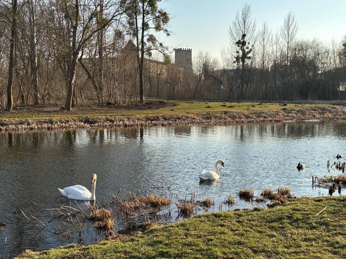 У луцькому парку оселилася пара лебедів (ФОТО)