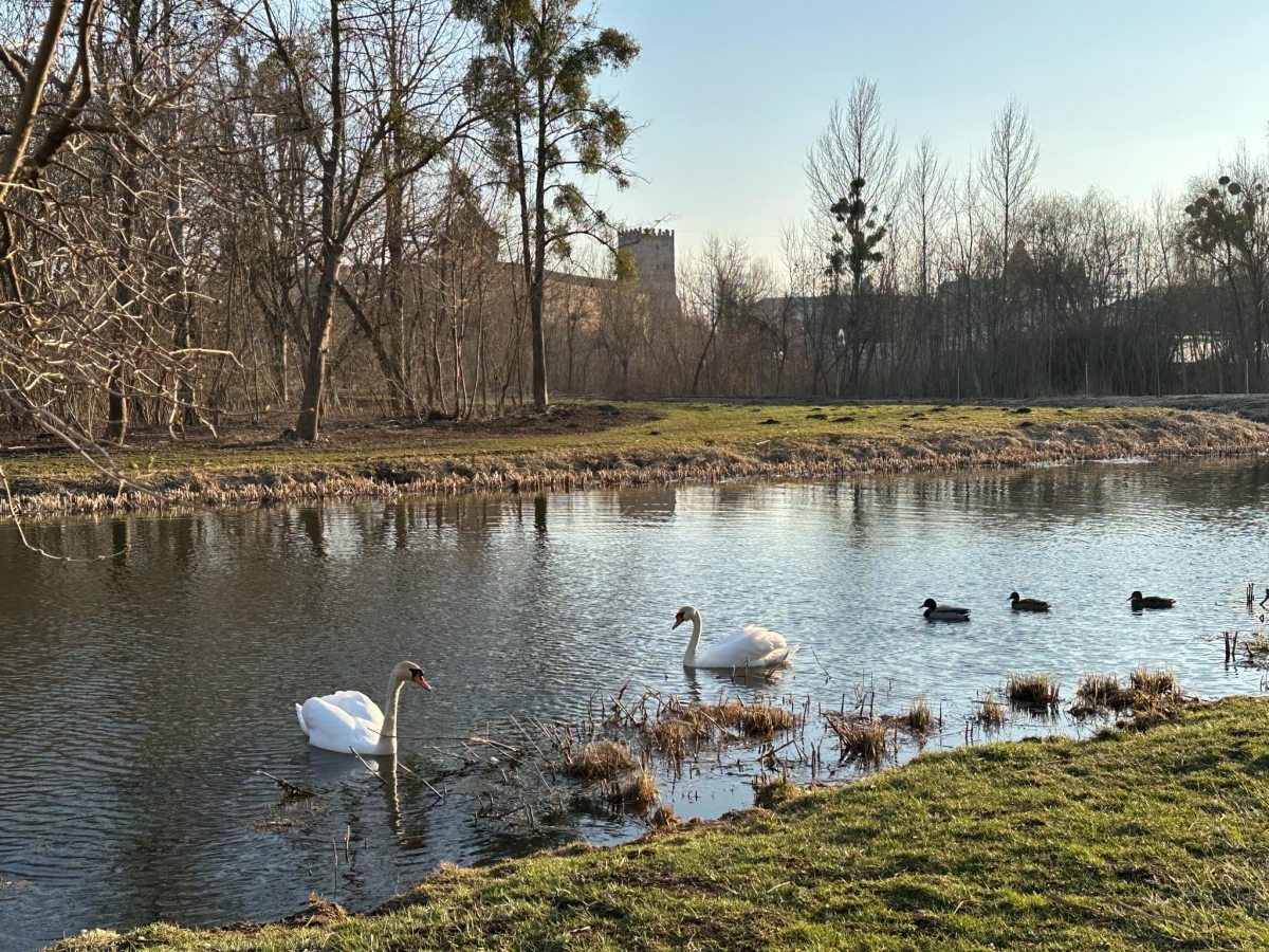 У луцькому парку оселилася пара лебедів (ФОТО)