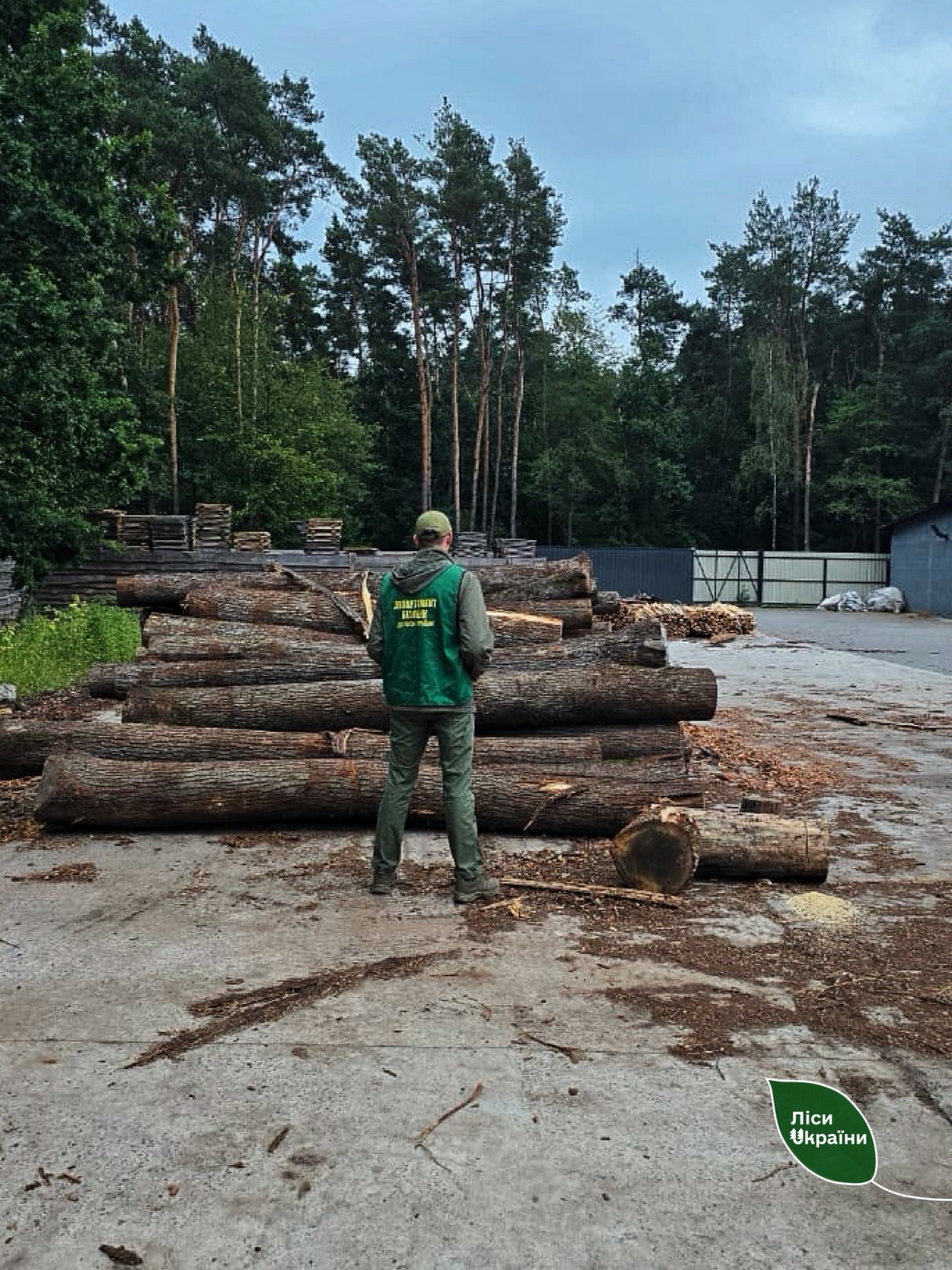 Крали деревину з лісу: на Волині викрили бачу чорних лісорубів